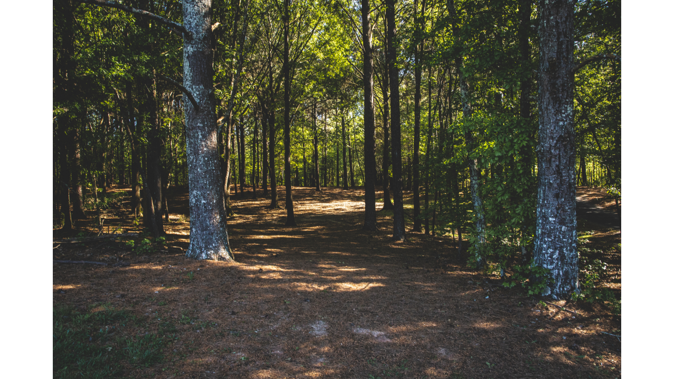 A quiet forest with mature trees, ground covered in pine needles