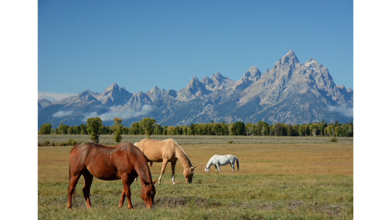 Horses grazing with a beautiful mountain back drop